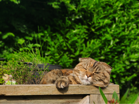 a picture of a brown cat