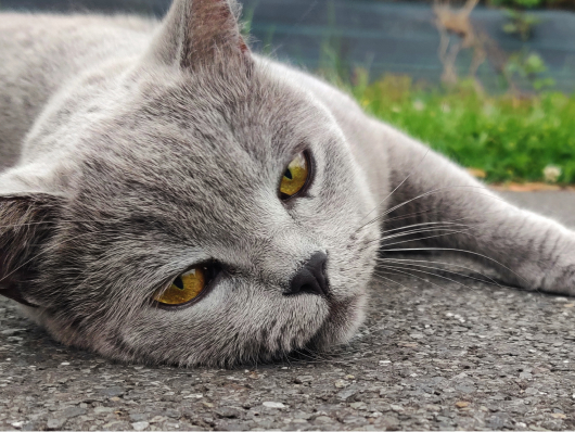 picture of a grey cat